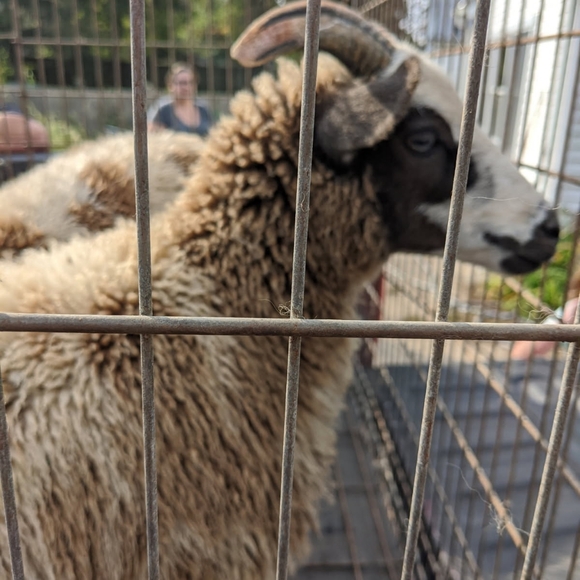 Meet your Posher, Jennifer - Picture 3 of 4